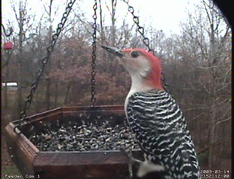 male red-bellied woodpecker